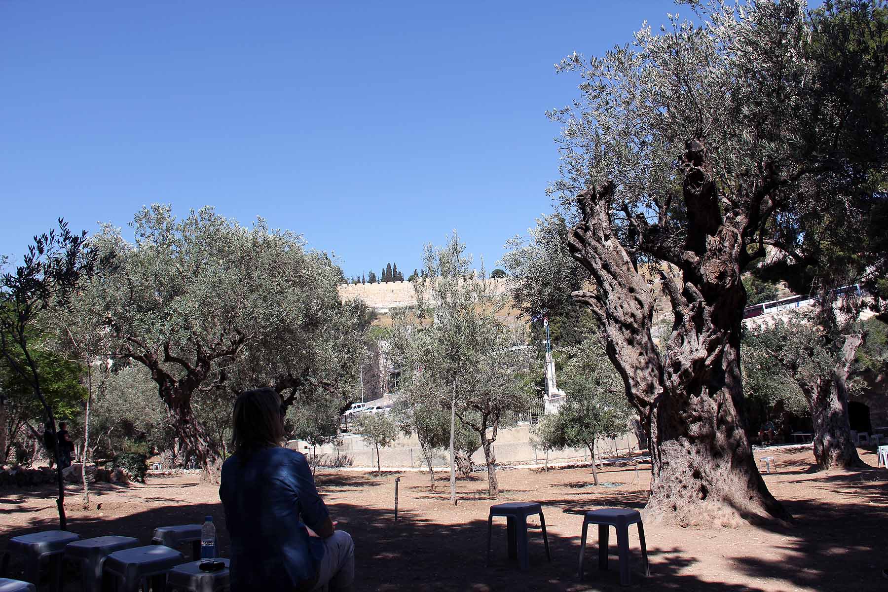 Gethsemane image 17